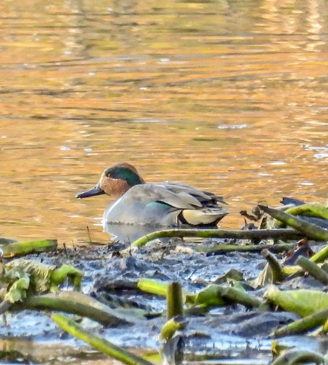 Green-winged Teal - ML645355488