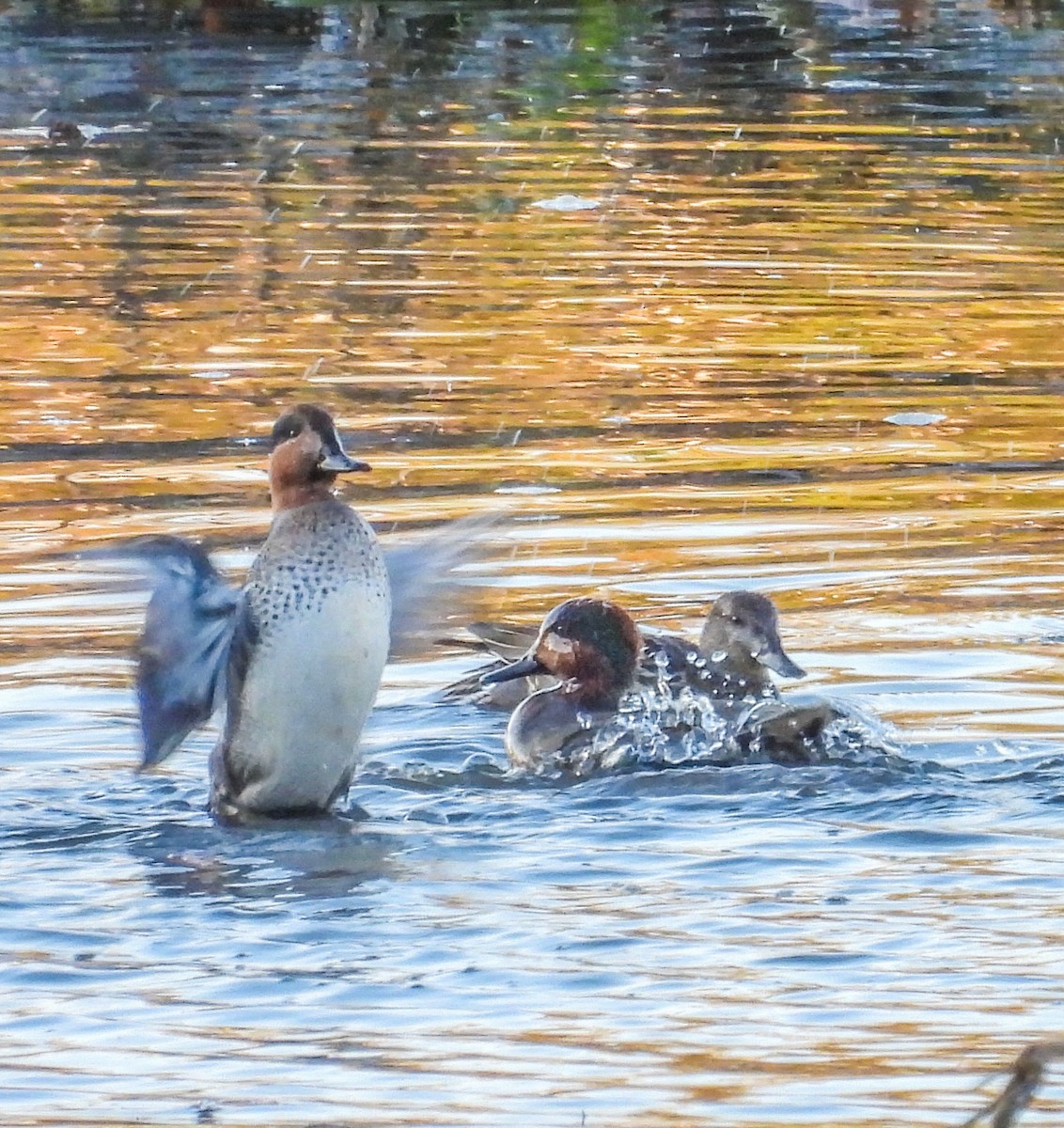 Green-winged Teal - ML645355489