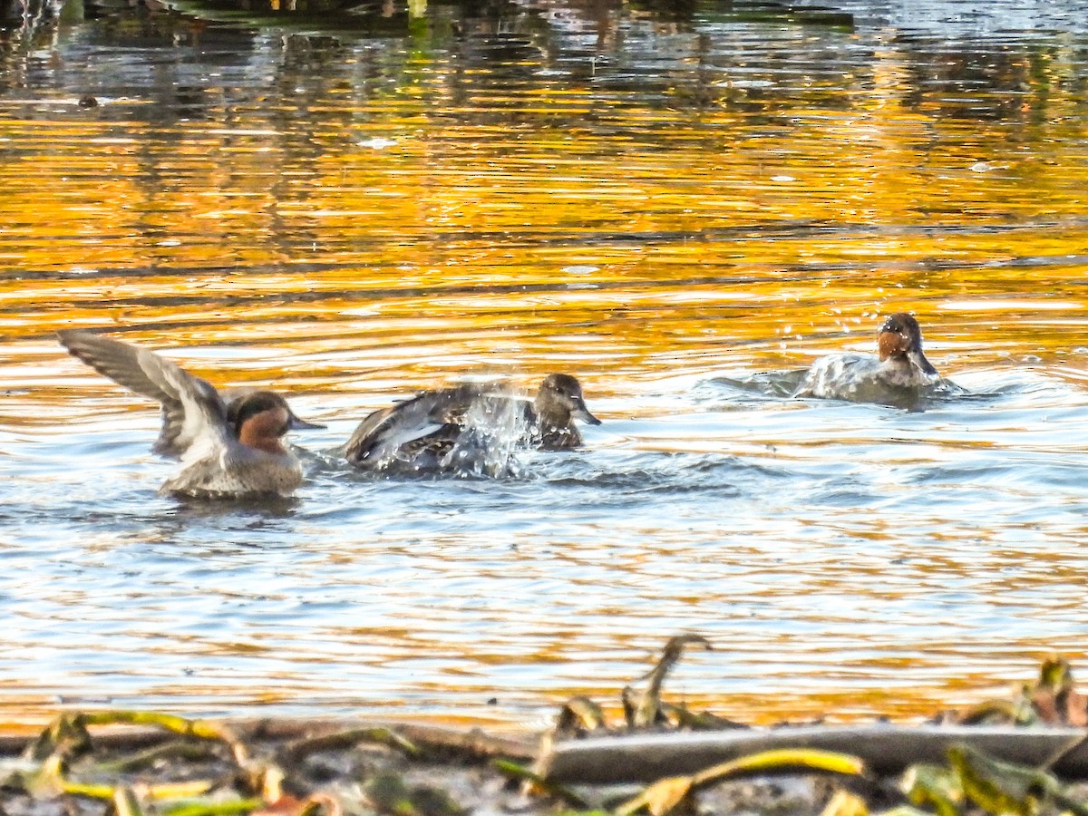 Green-winged Teal - ML645355490