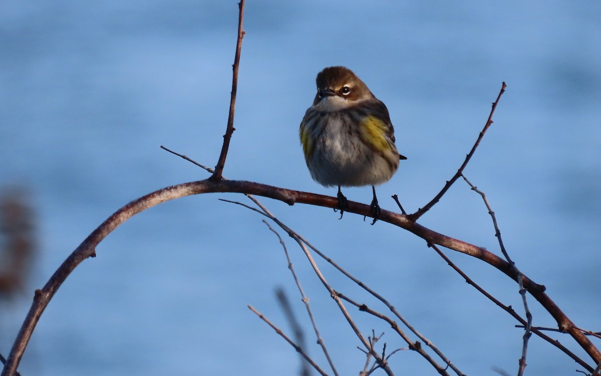 Yellow-rumped Warbler - ML645355493