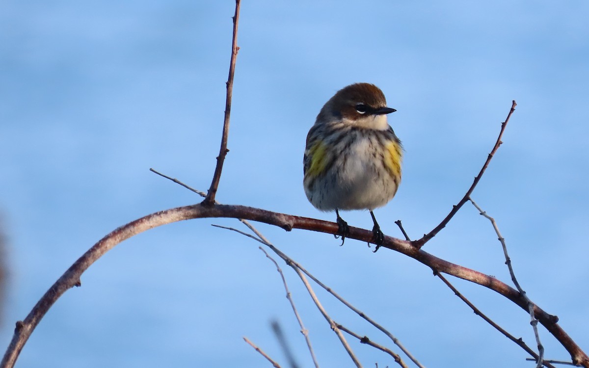 Yellow-rumped Warbler - ML645355494