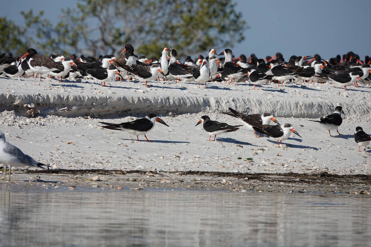 Black Skimmer - ML645355495