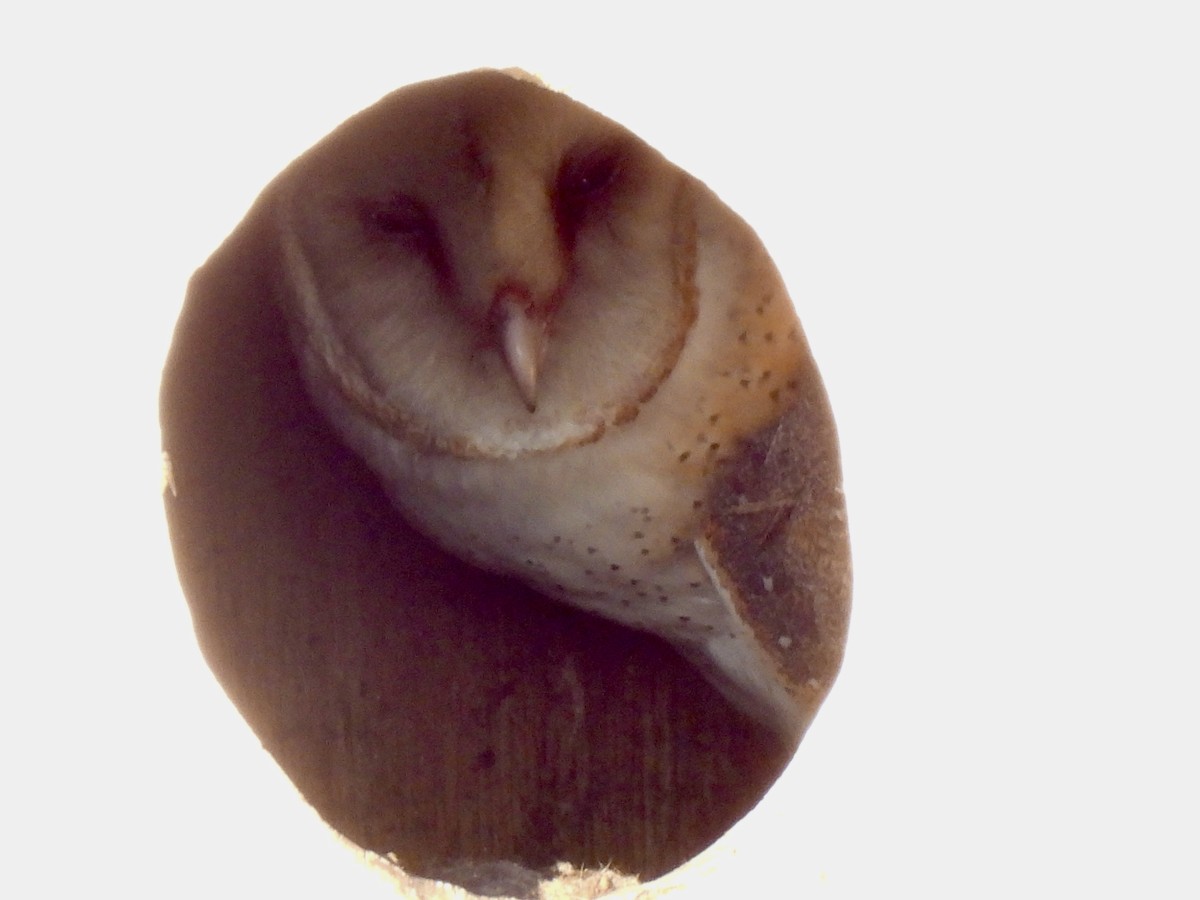 American Barn Owl - ML645355496