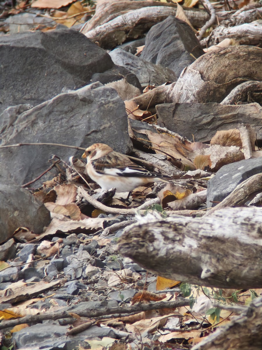 Zigolo delle nevi - ML645355497