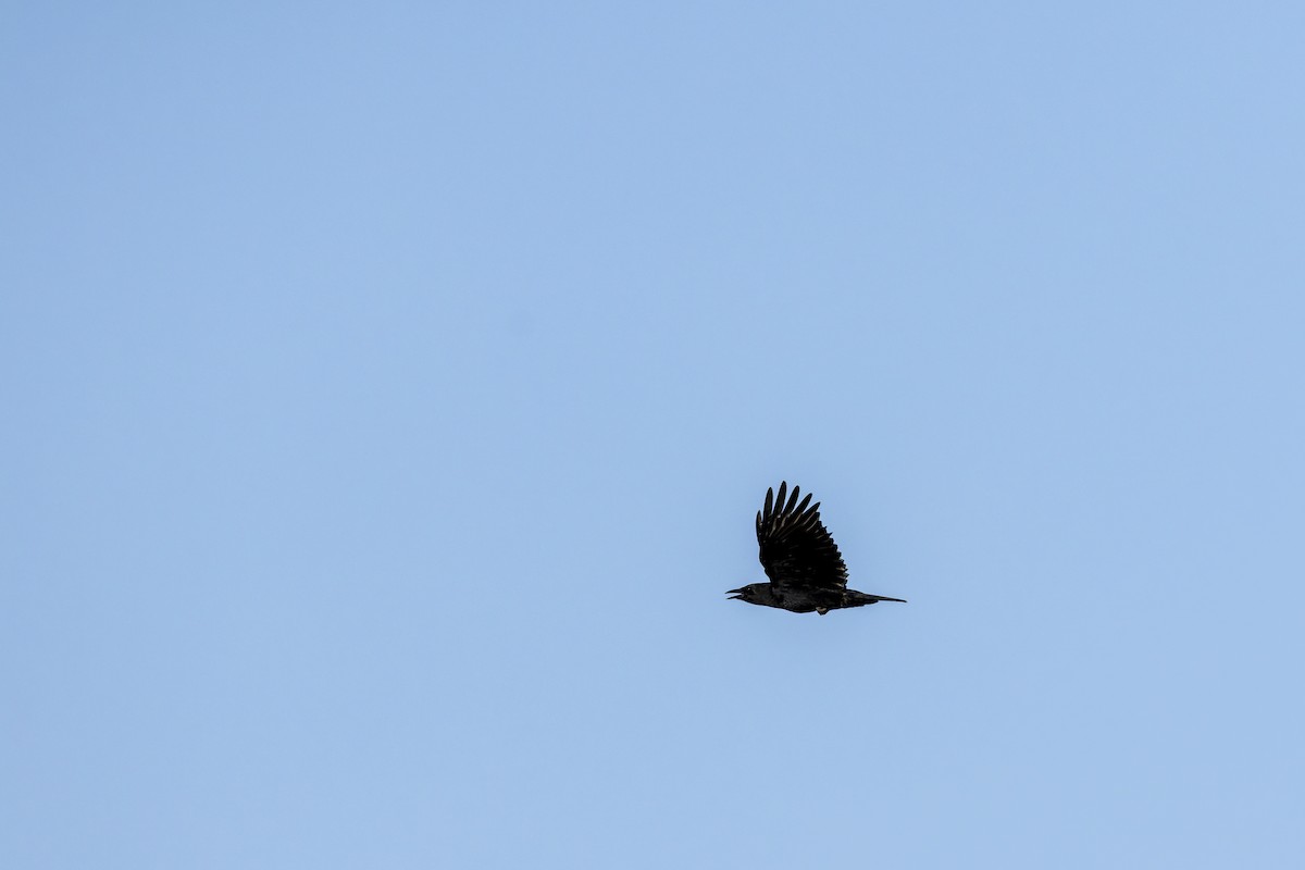 American Crow - ML645355499