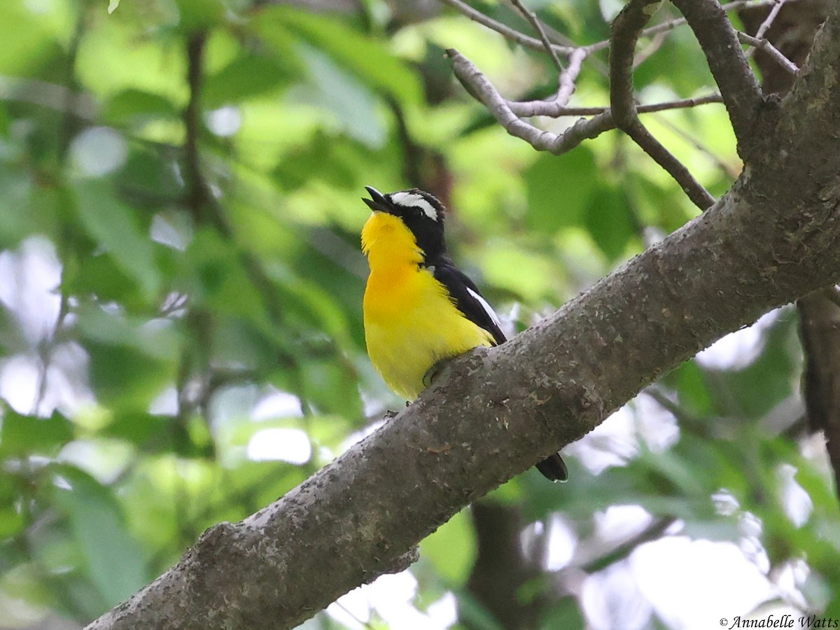 Yellow-rumped Flycatcher - ML645355504