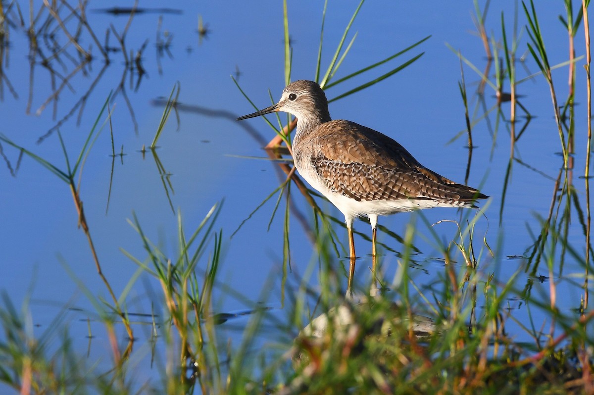 Einsiedelwasserläufer - ML645355506