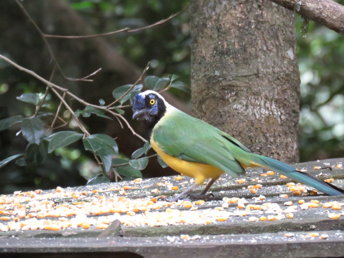 Geai vert - ML645355507