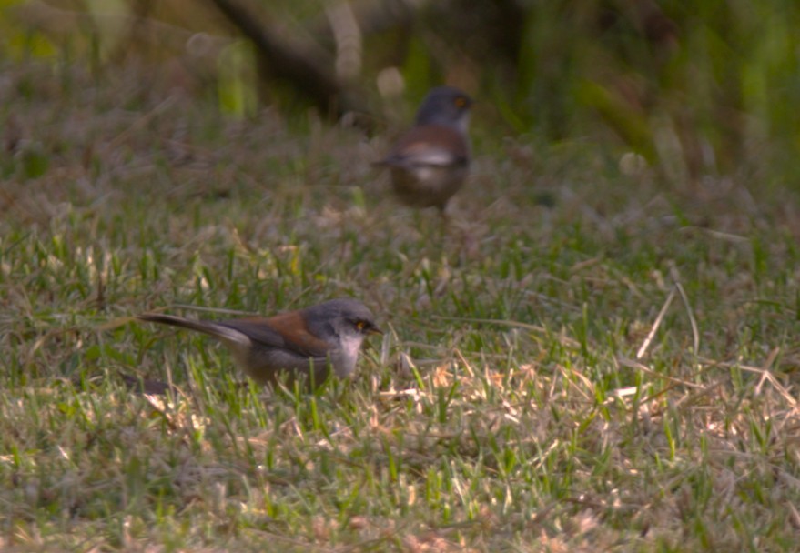 Yellow-eyed Junco - ML645355508
