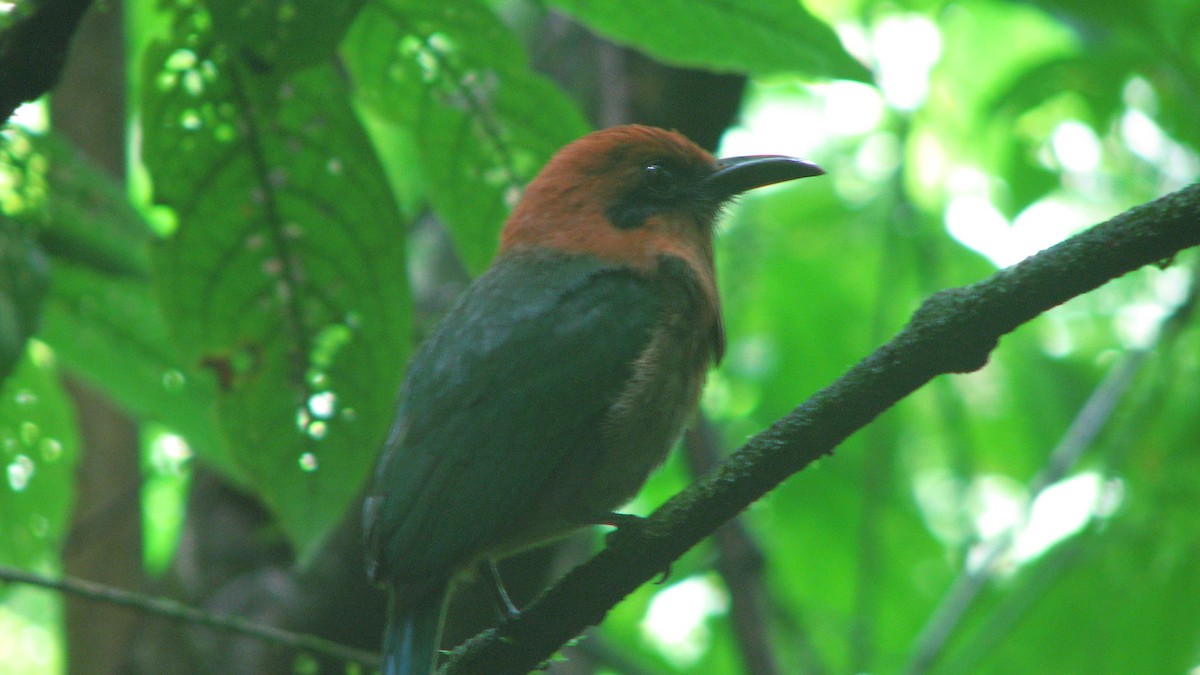 Broad-billed Motmot - ML645355509