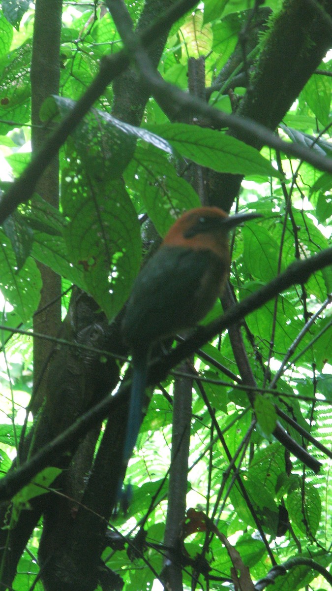 Broad-billed Motmot - ML645355512