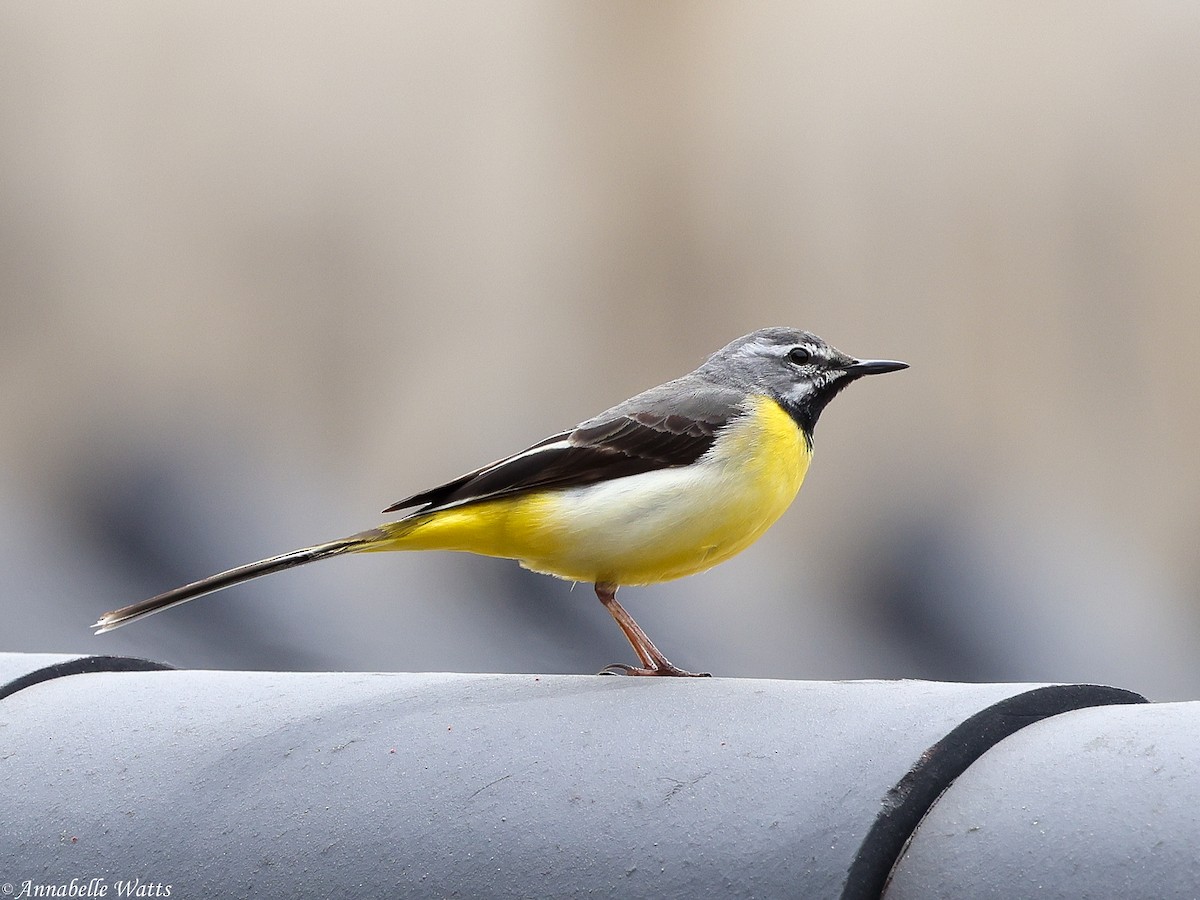 Gray Wagtail - ML645355514