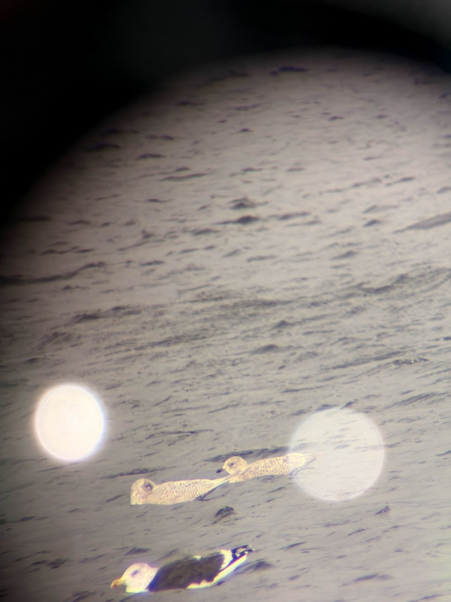Iceland Gull - ML645355515