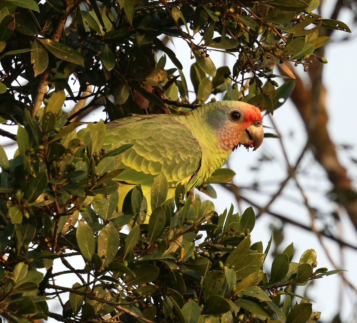 Red-tailed Amazon - ML645355520