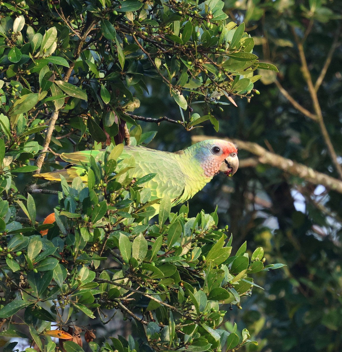 Red-tailed Amazon - ML645355521