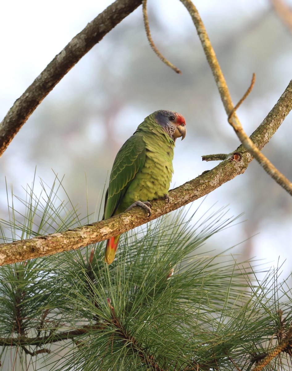Red-tailed Amazon - ML645355522