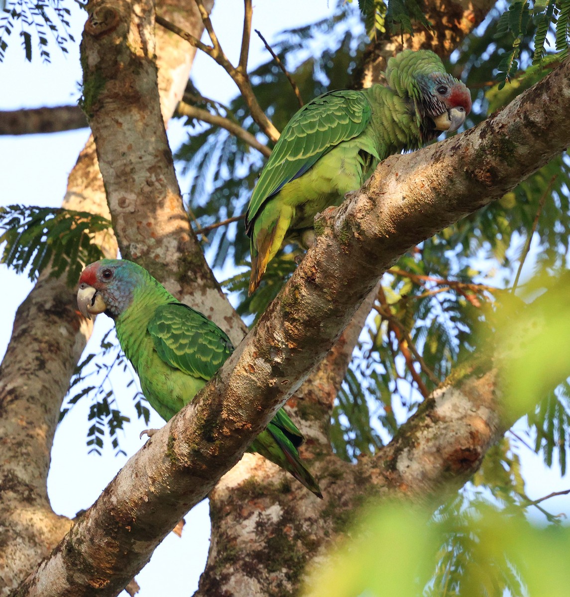 Red-tailed Amazon - ML645355523