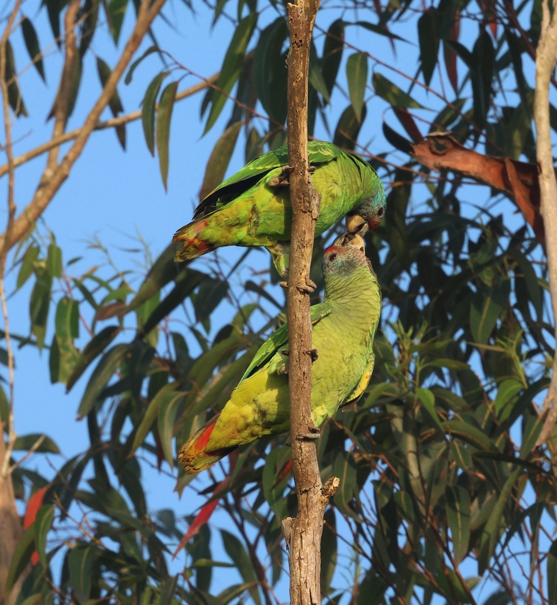 Red-tailed Amazon - ML645355524