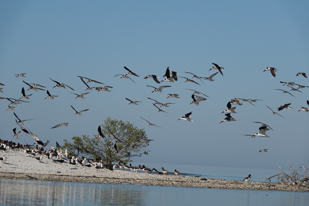 Black Skimmer - ML645355526