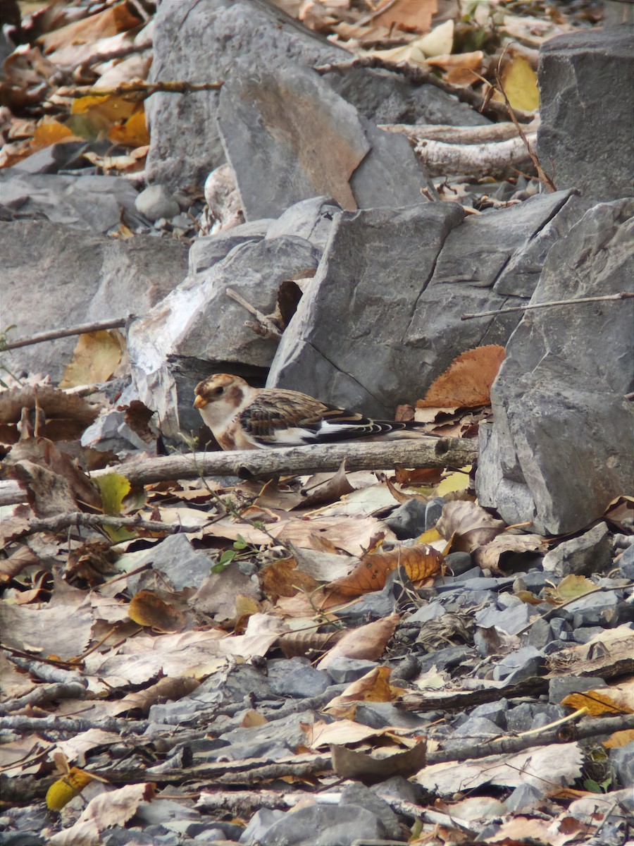 Zigolo delle nevi - ML645355529