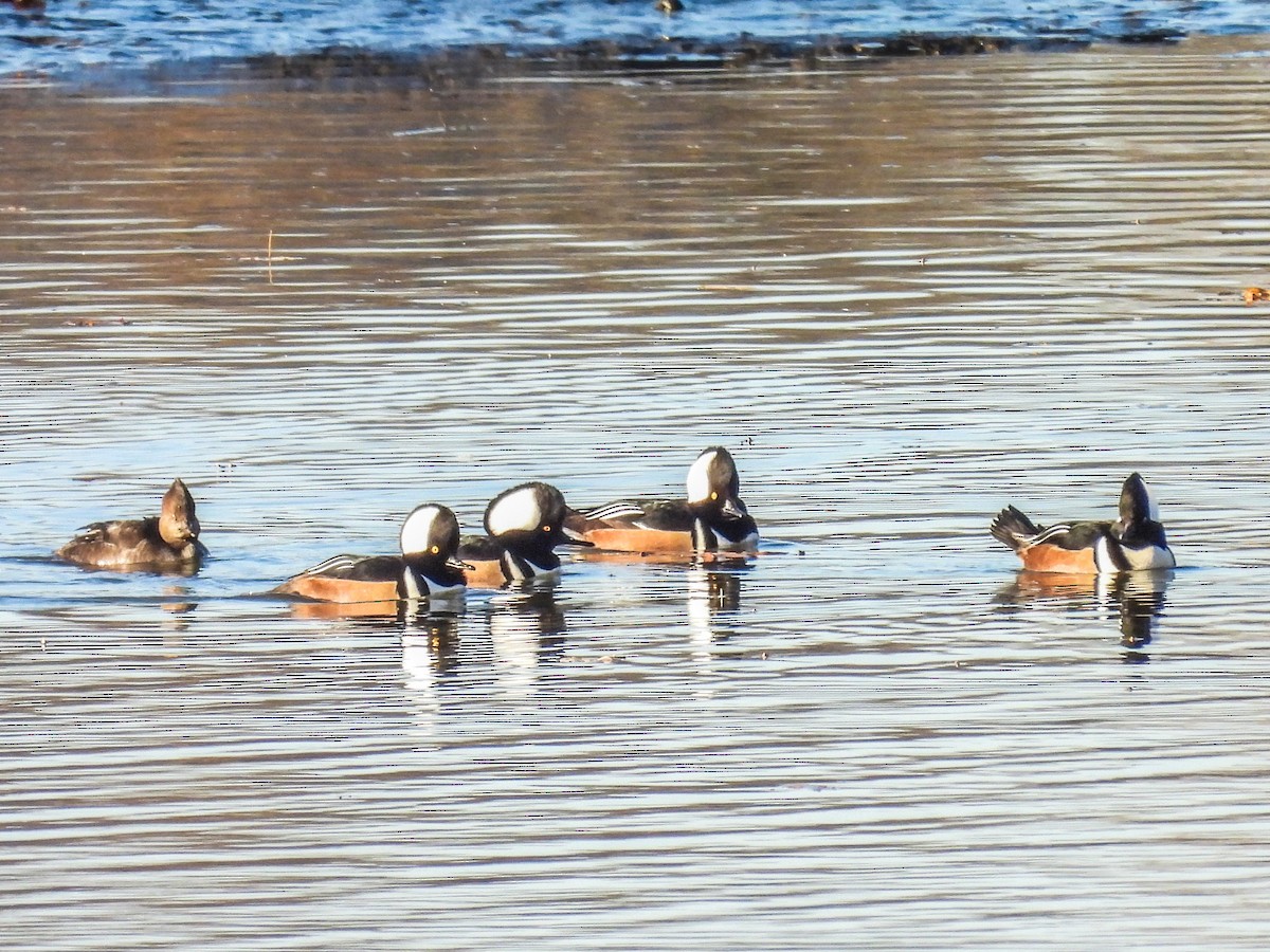 Hooded Merganser - ML645355531