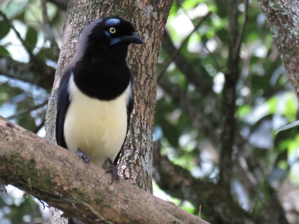 Black-chested Jay - ML645355532