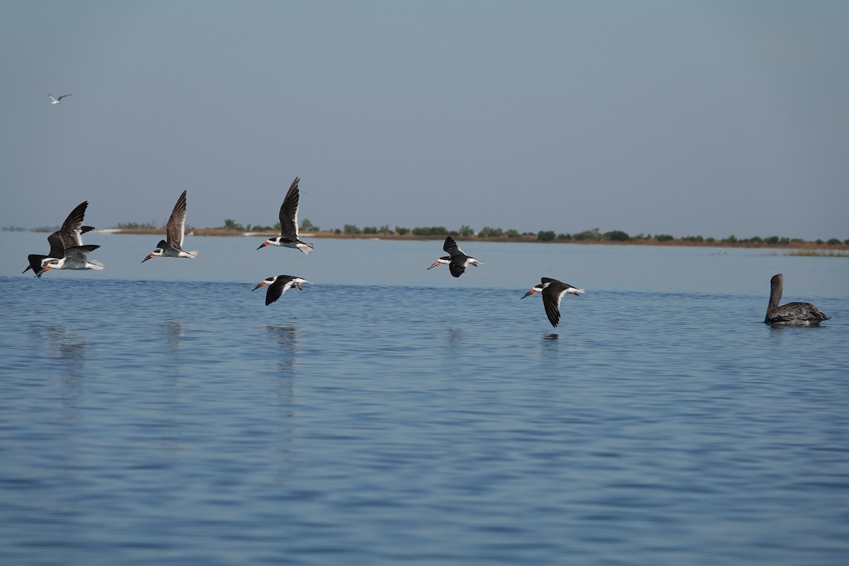 Black Skimmer - ML645355534
