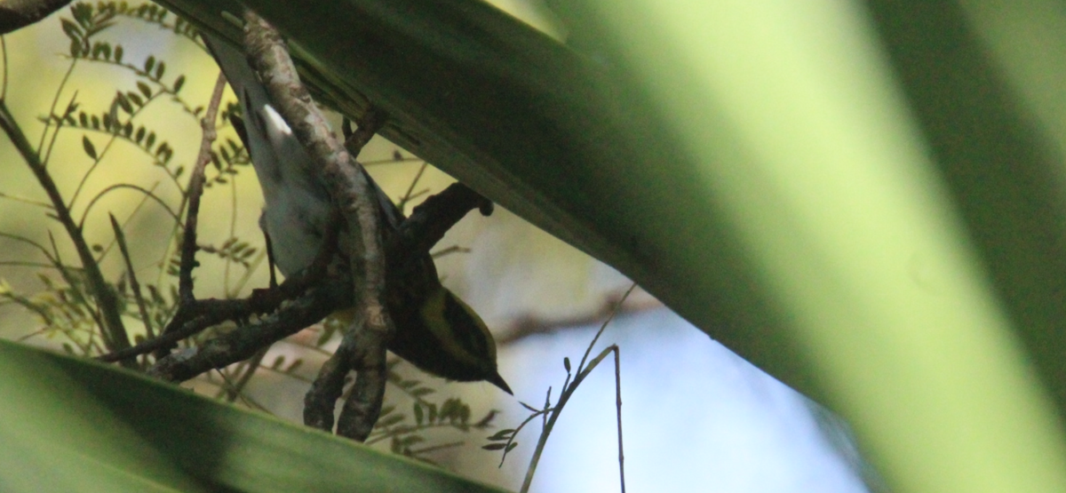 Paruline à tête cendrée - ML645355537