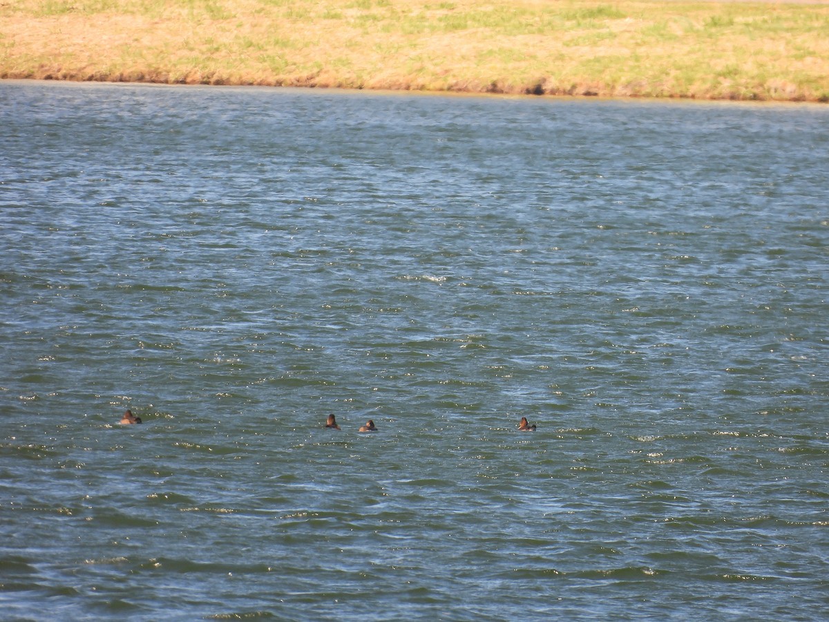 スズガモ - ML645355544