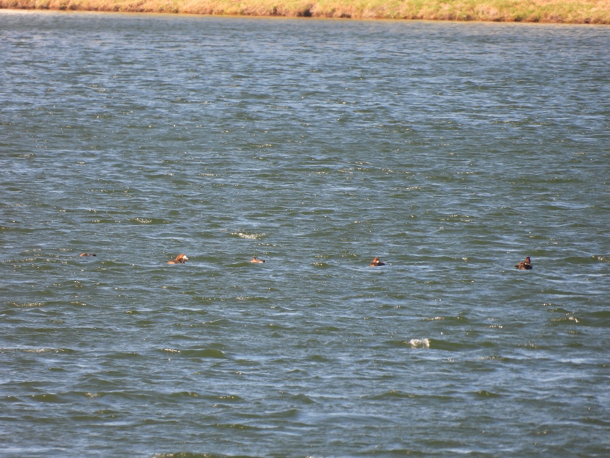 スズガモ - ML645355545