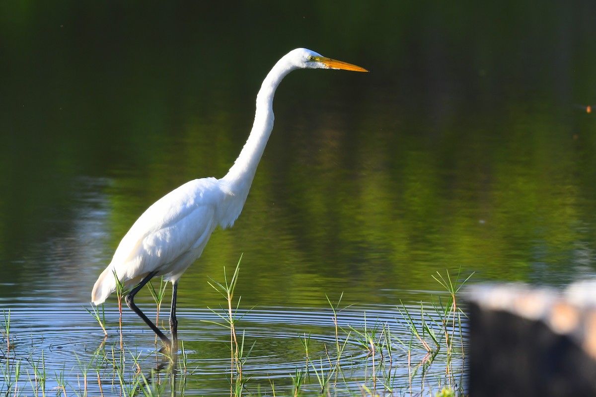 volavka bílá - ML645355550