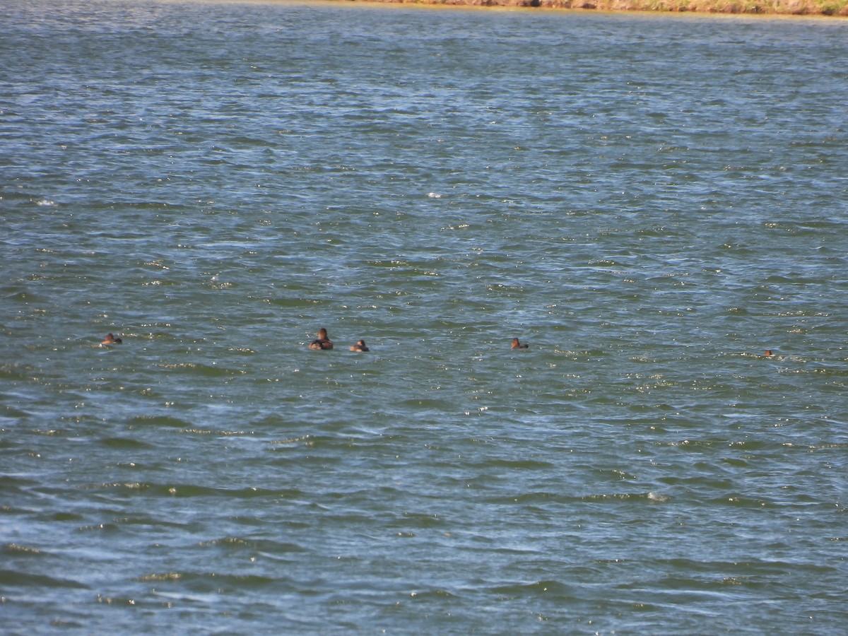 スズガモ - ML645355552