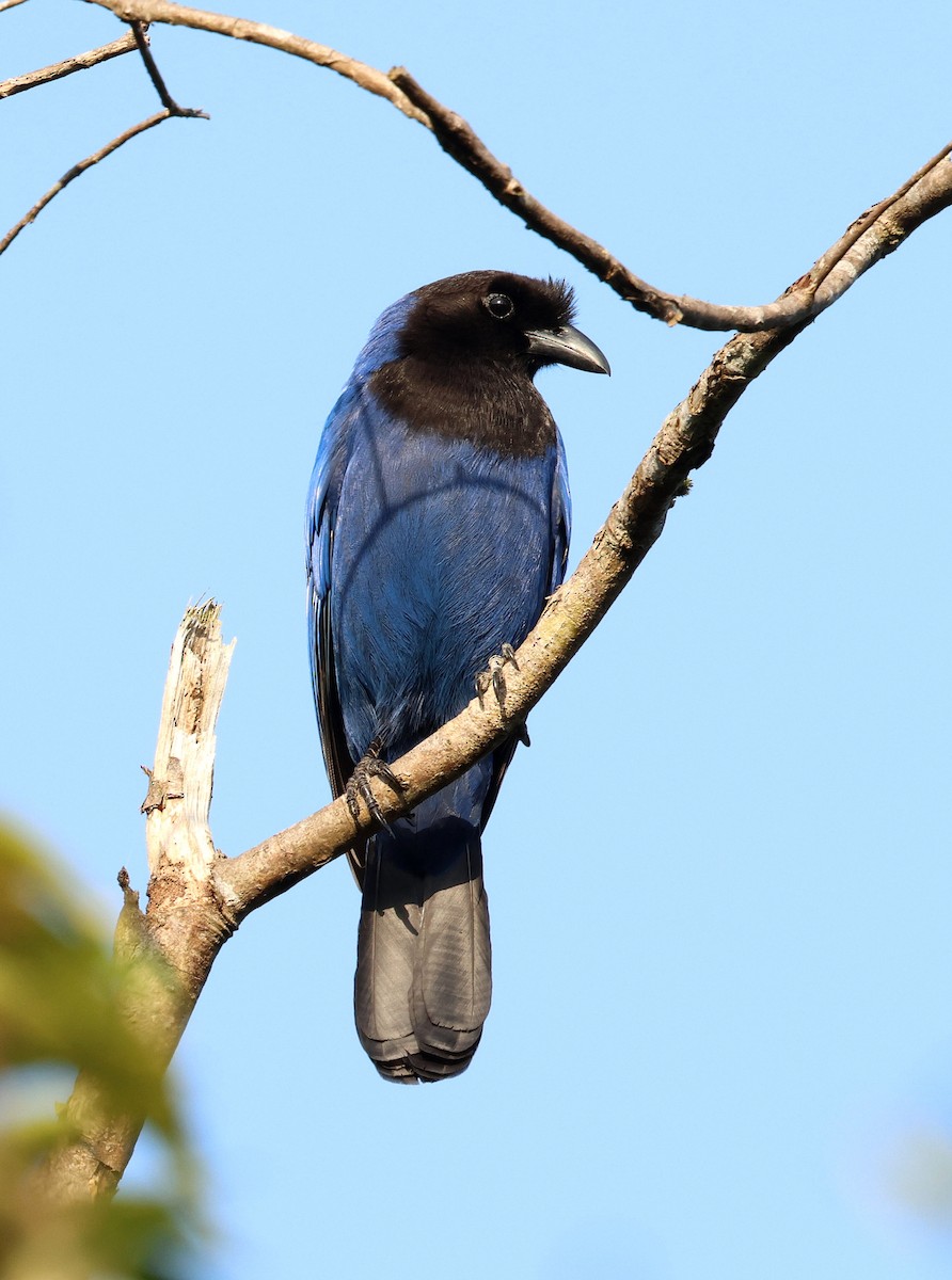 Azure Jay - ML645355554