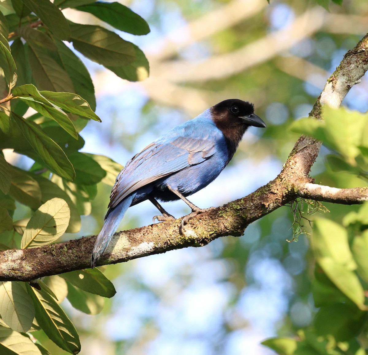 Azure Jay - ML645355555