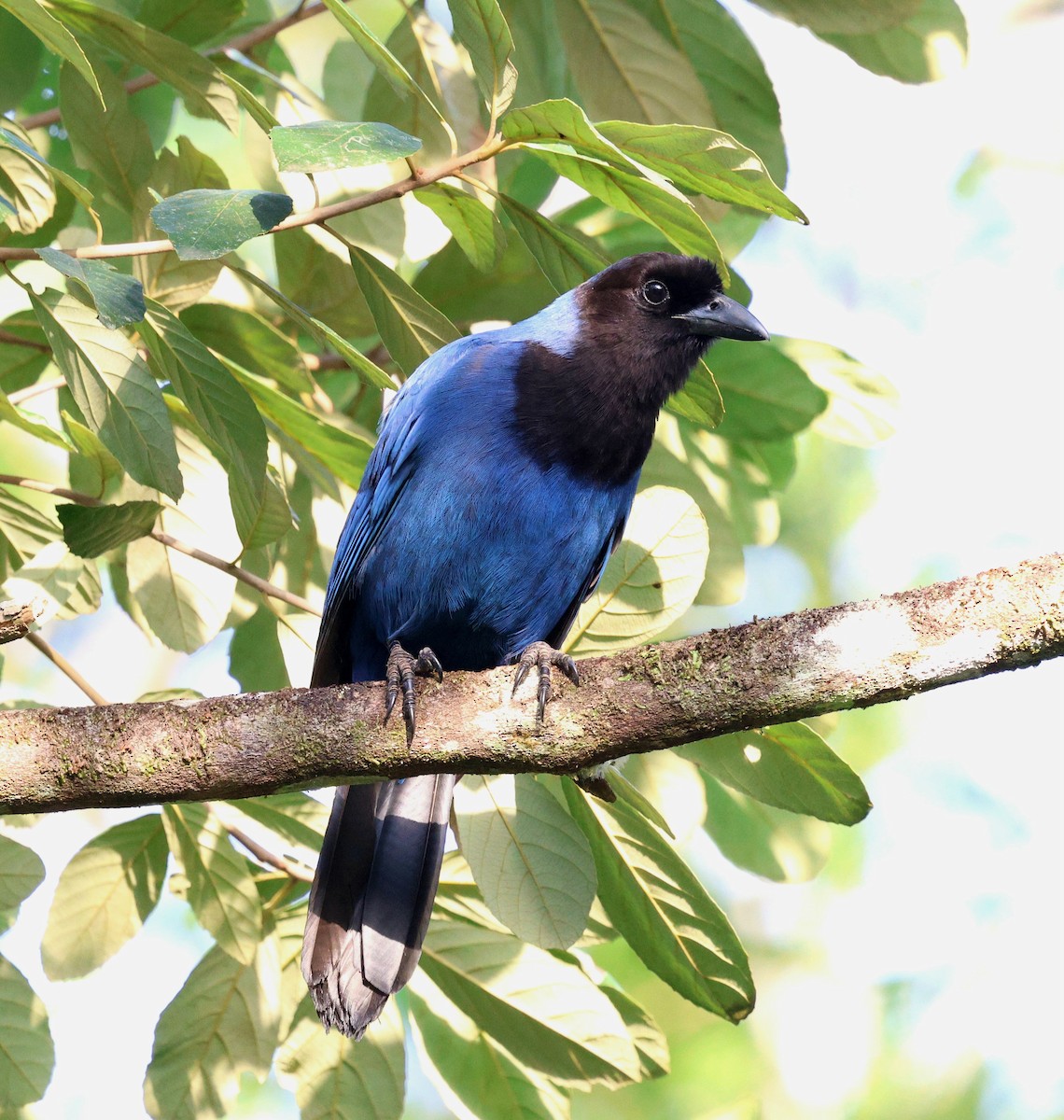 Azure Jay - ML645355556