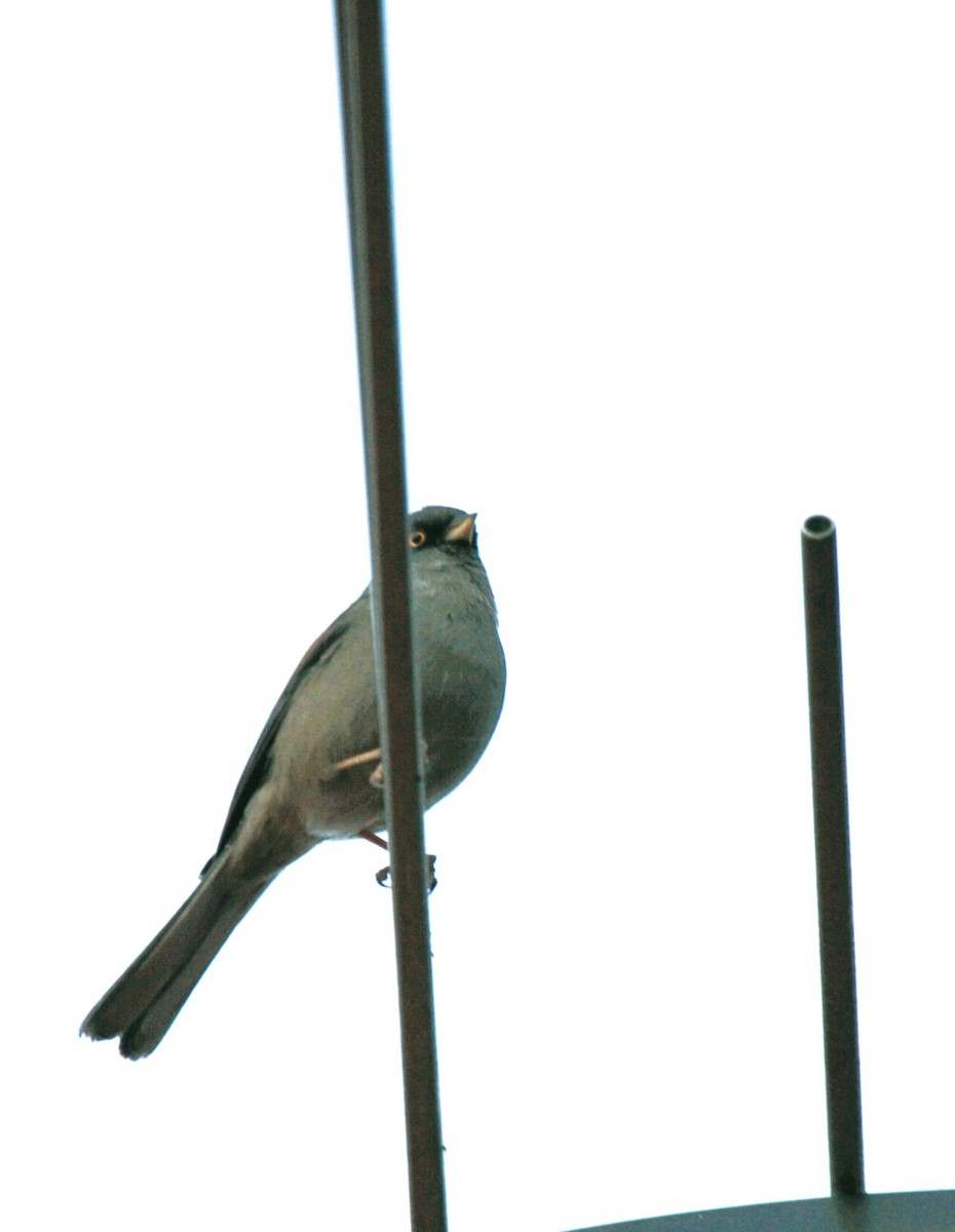 Yellow-eyed Junco - ML645355557