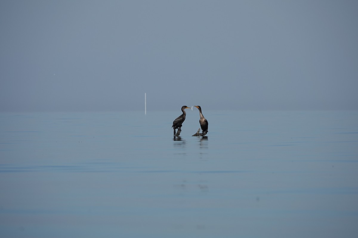 Double-crested Cormorant - ML645355560