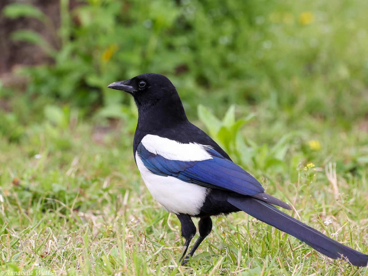 orientskjære - ML645355565