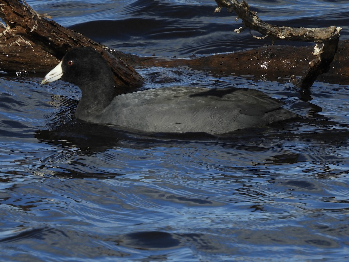 American Coot - ML645355567