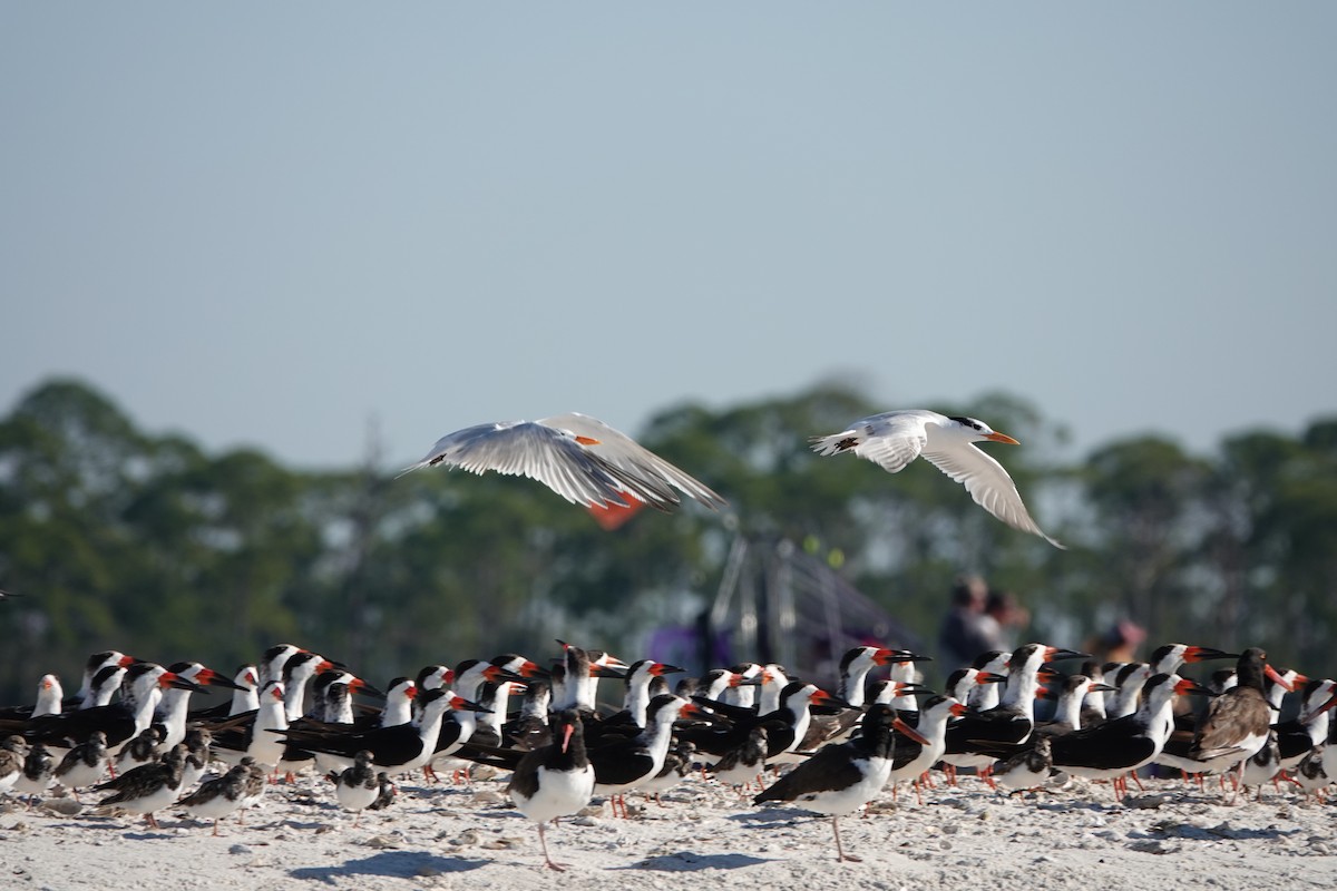 Caspian Tern - ML645355569