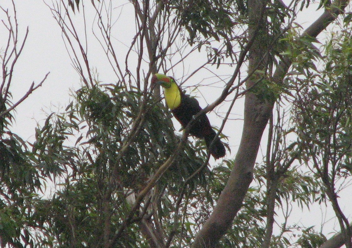 Keel-billed Toucan - ML645355570