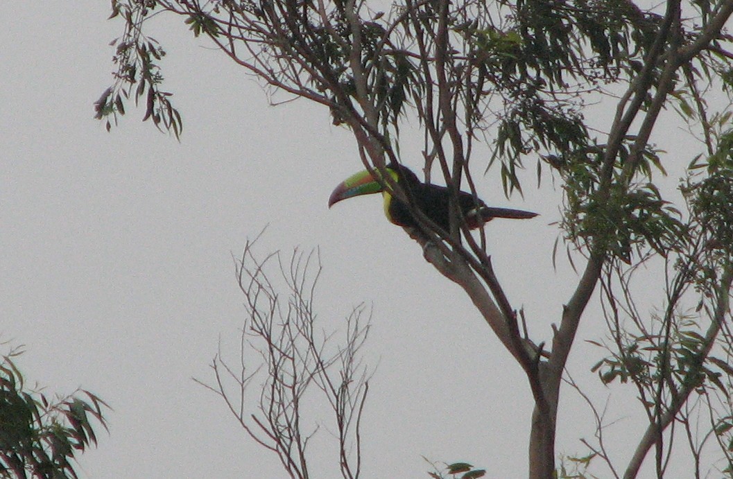 Keel-billed Toucan - ML645355571