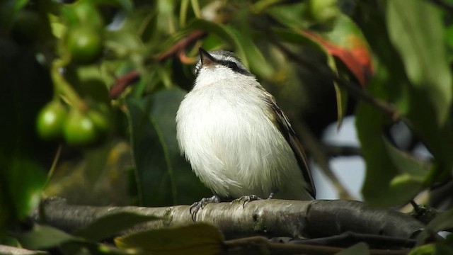 Tyranneau à ailes rousses - ML645355573