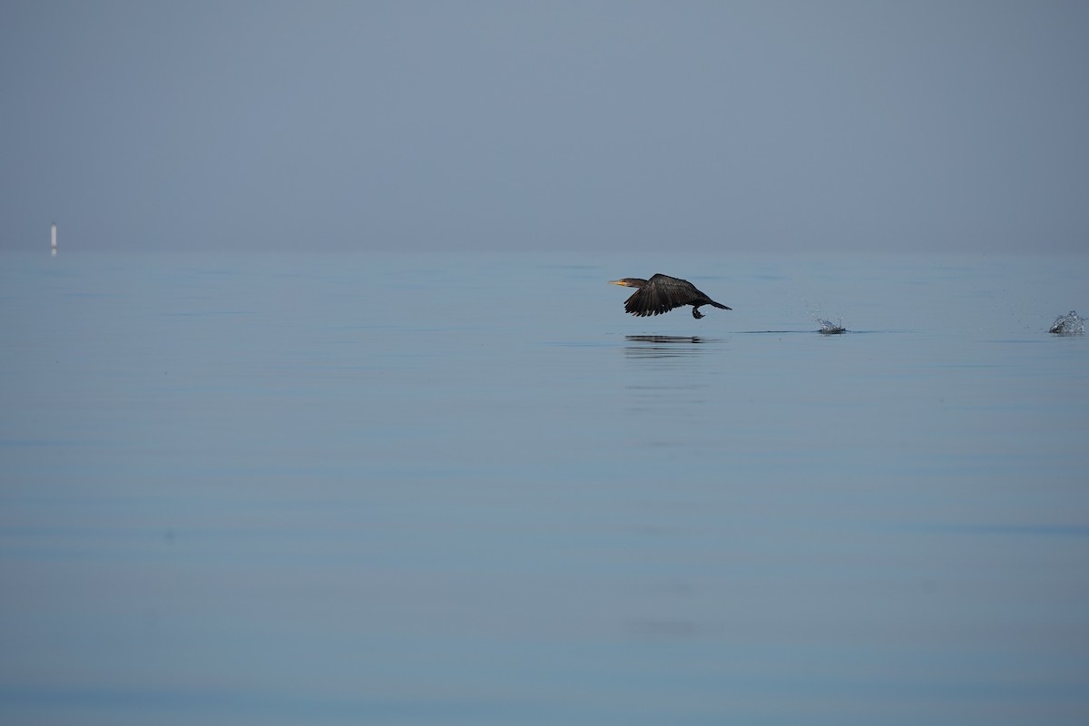 Double-crested Cormorant - ML645355574