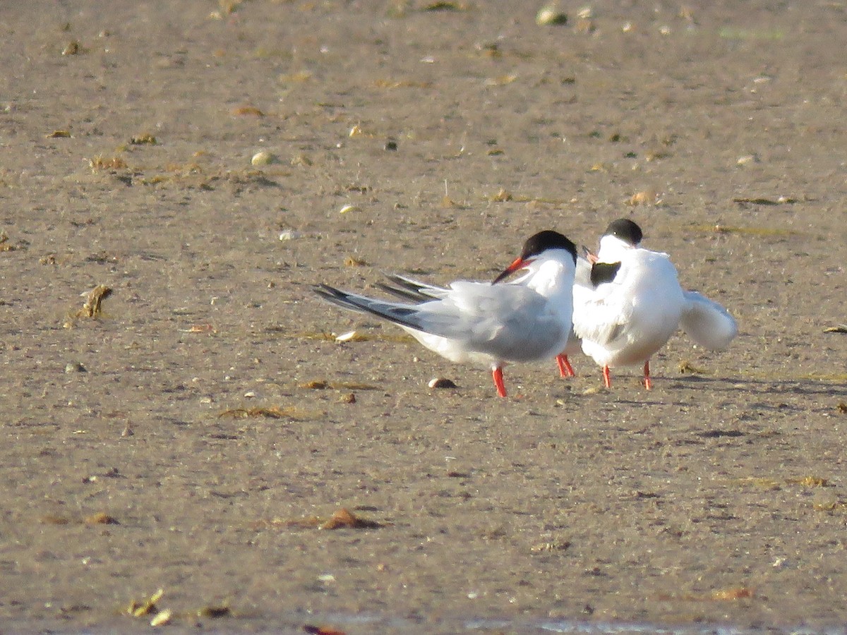 Roseate Tern - ML645355576