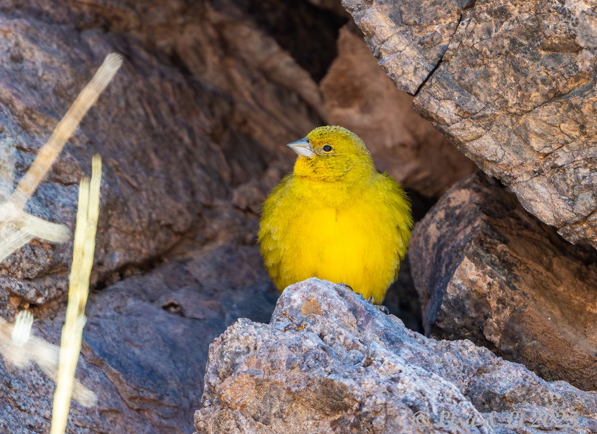 Посвірж оливковий - ML645355577