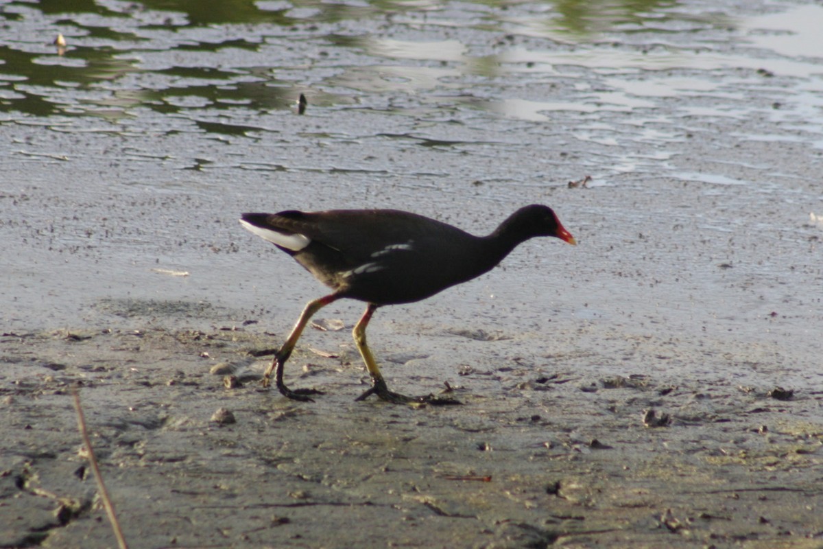 Курочка латиноамериканська (підвид sandvicensis) - ML645355580