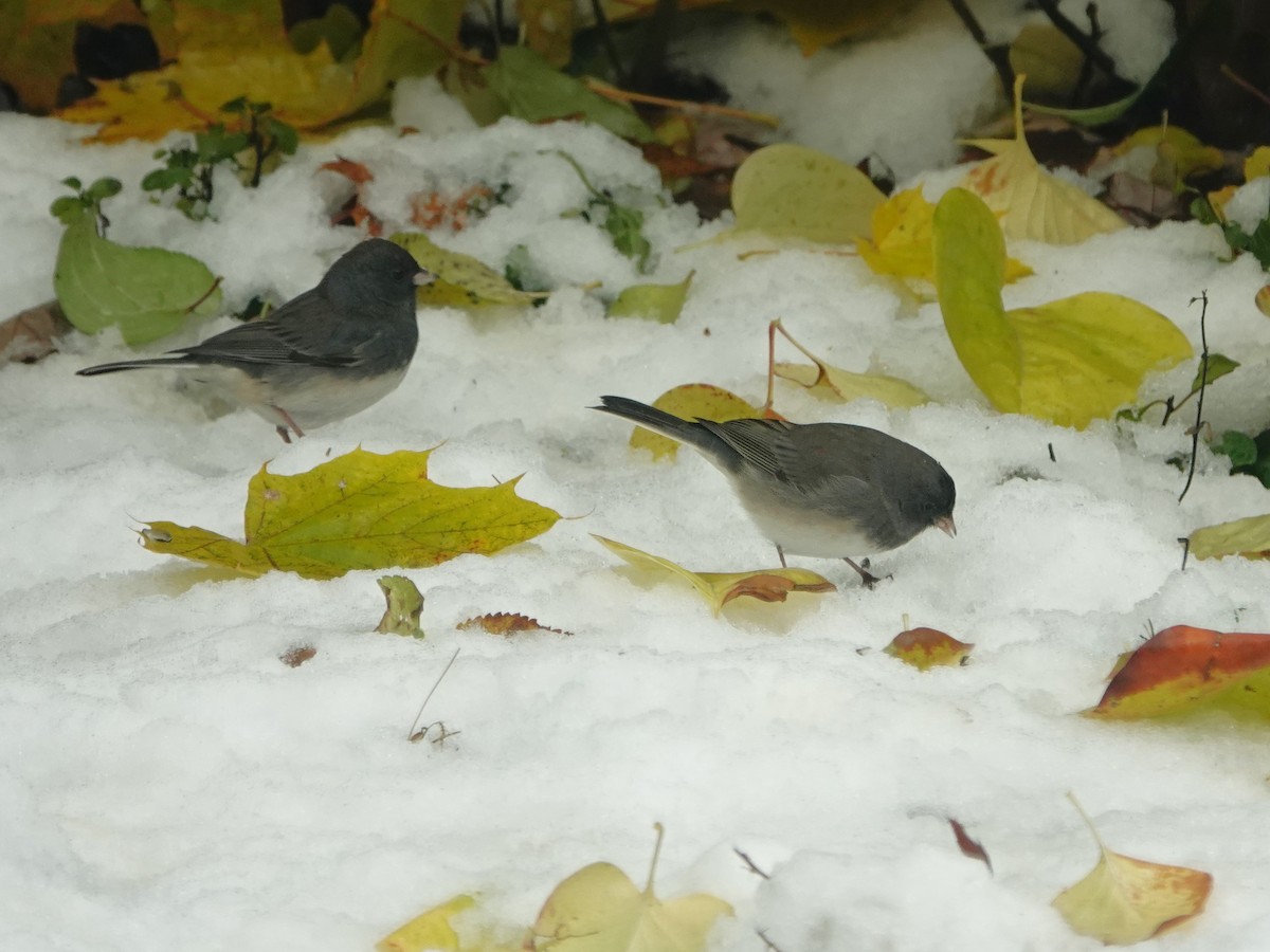 strnadec zimní - ML645355584