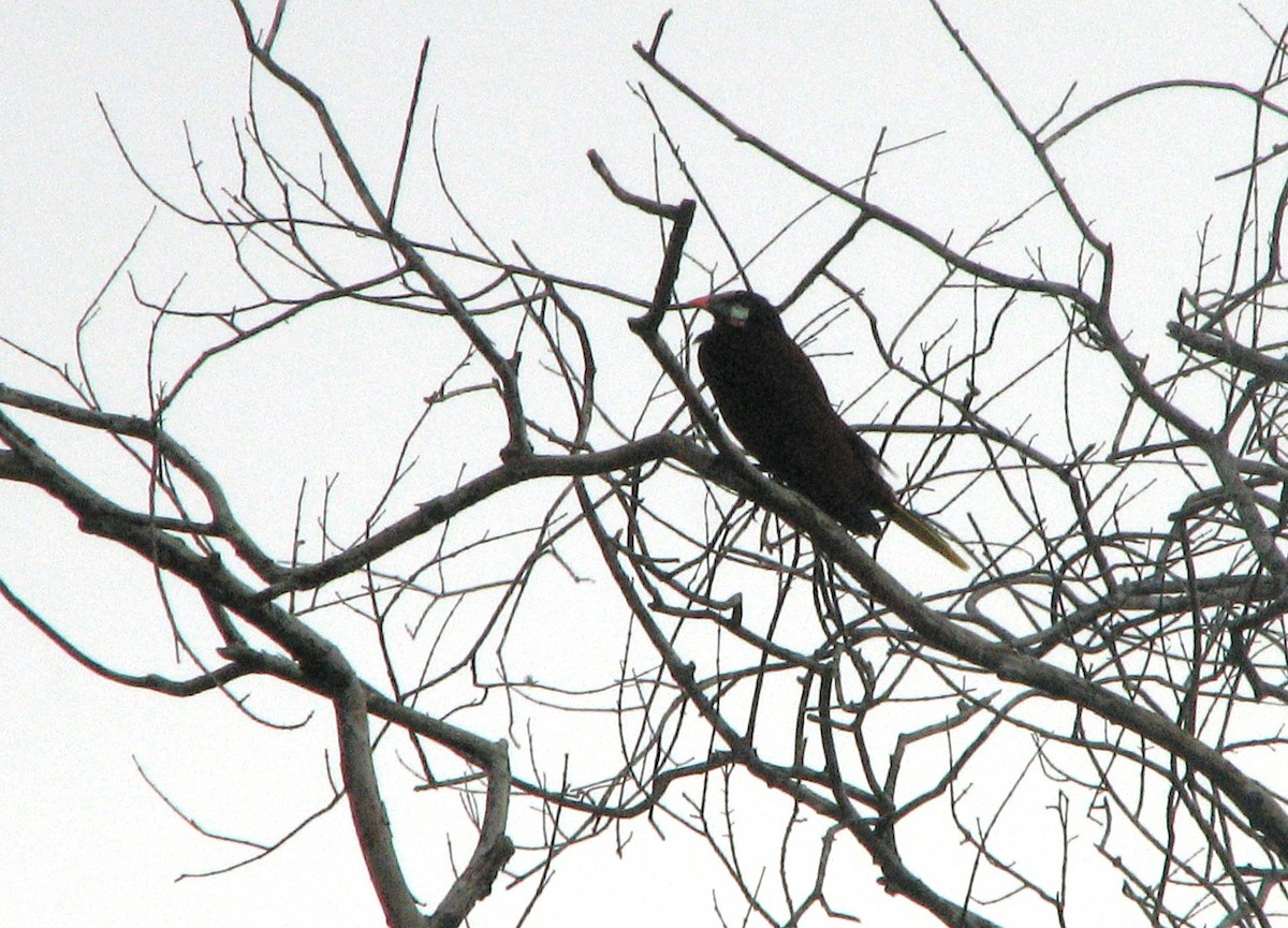 Montezuma Oropendola - ML645355585