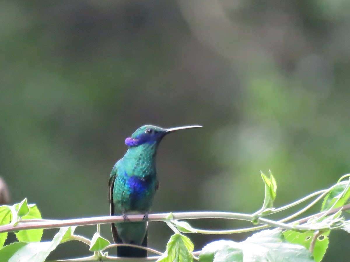 Sparkling Violetear - ML645355588